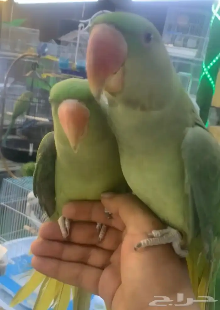 للبيع جوز دره نيبالي 1