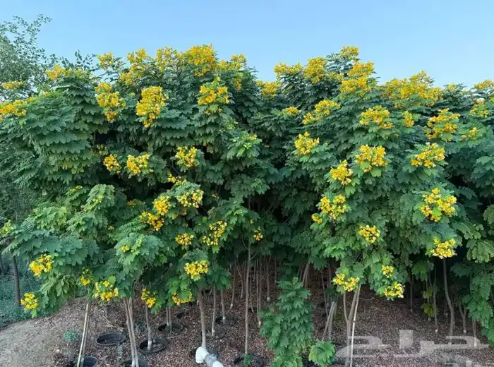 تنسيق الحدائق المنزلية 3