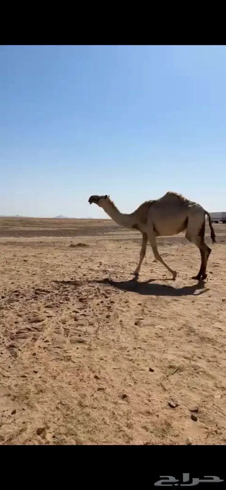 بكره شقحاء ثنيه 0