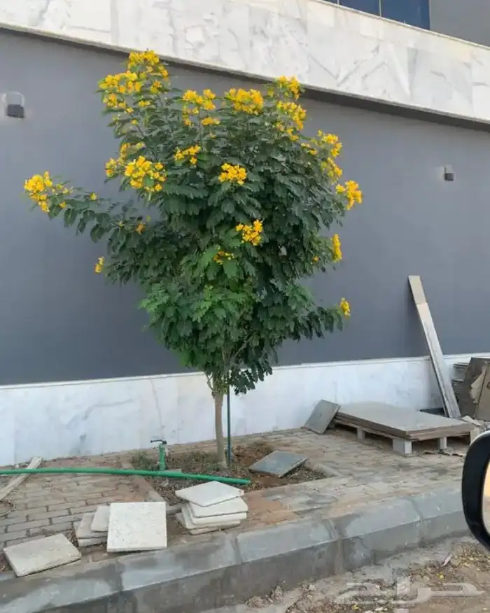 تنسيق الحدائق المنزلية 4