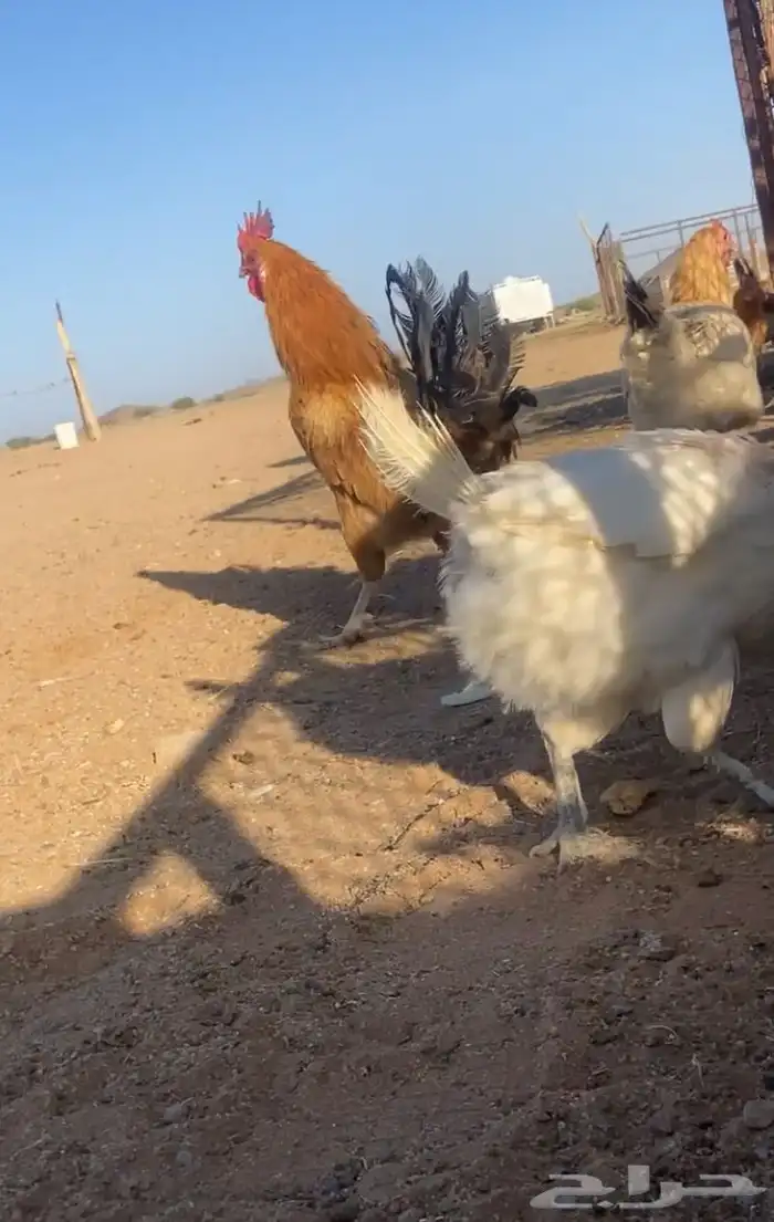 للبيع ديكه فحوله 0