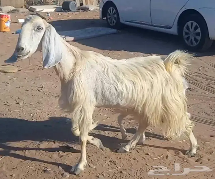 (تم البيع ) عنزين ولد مصريات بيض صنف طيب 3