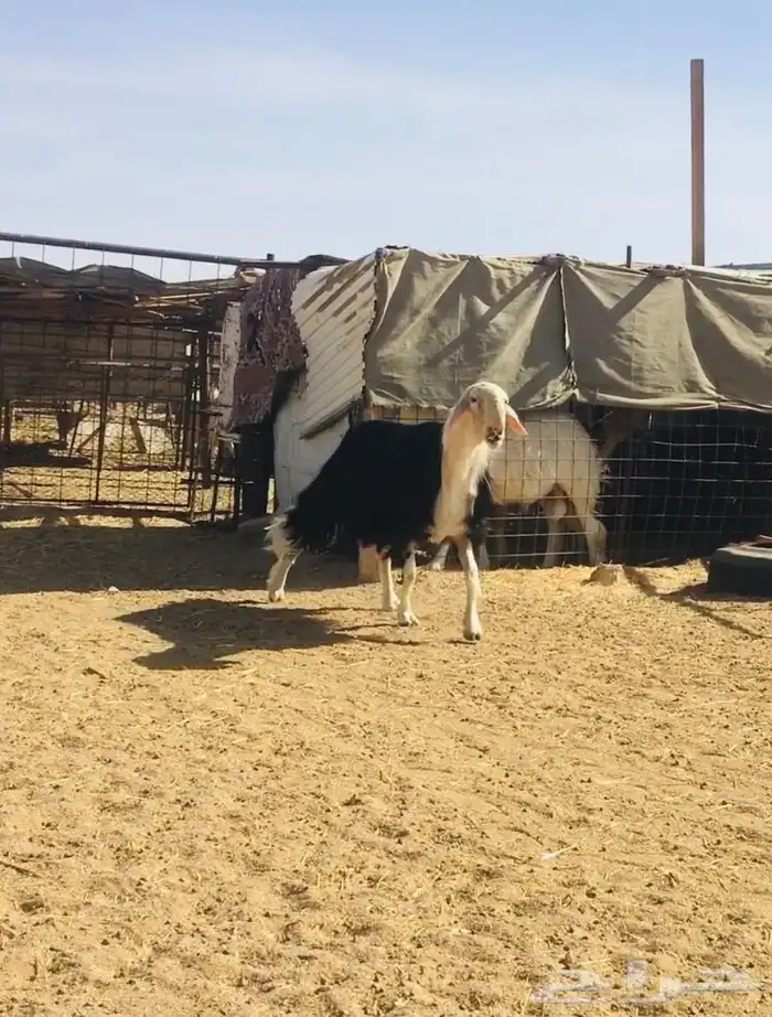 فحل نجدي صنف فاخر 3
