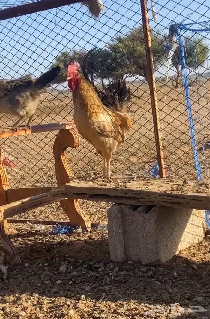 للبيع ديكه فحوله 1