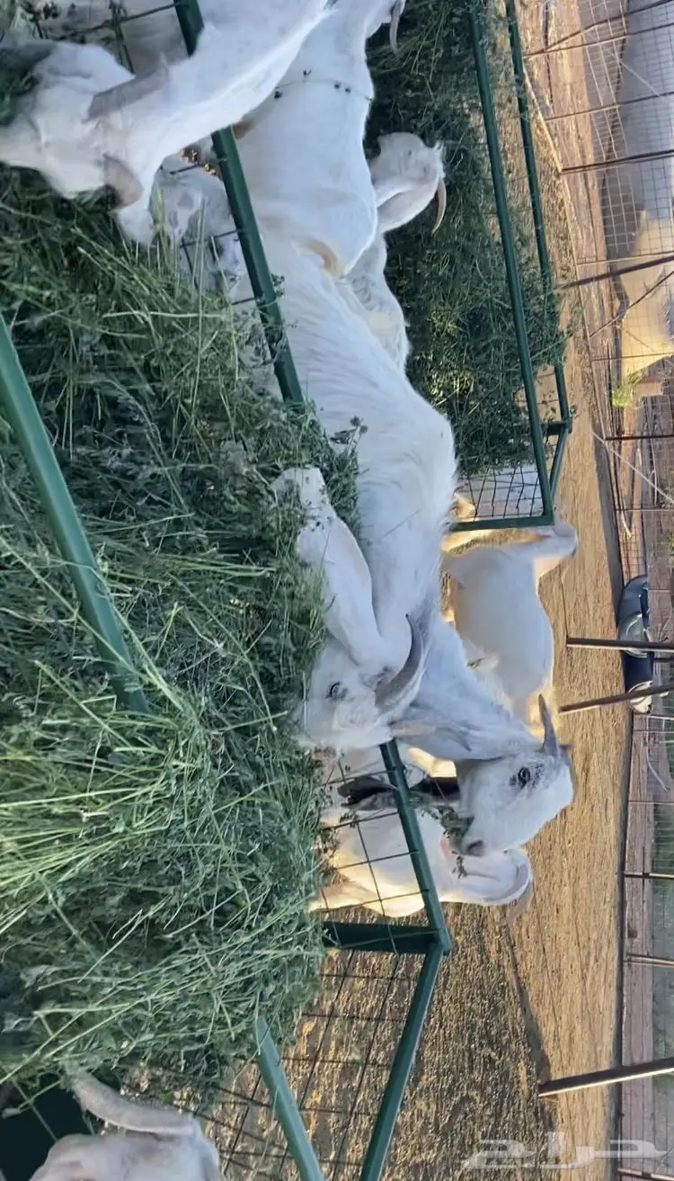 معزا مطوره 0