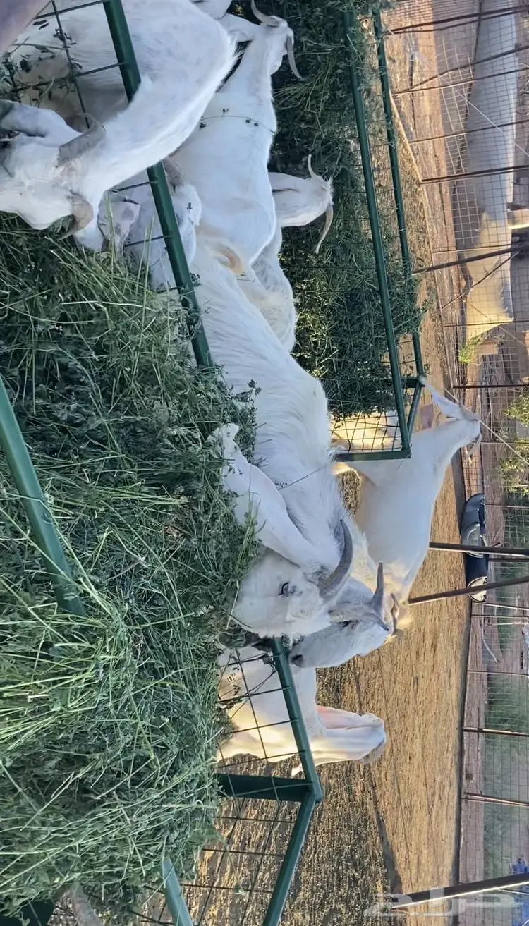 معزا مطوره 2