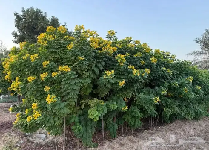 تنسيق الحدائق المنزلية 2