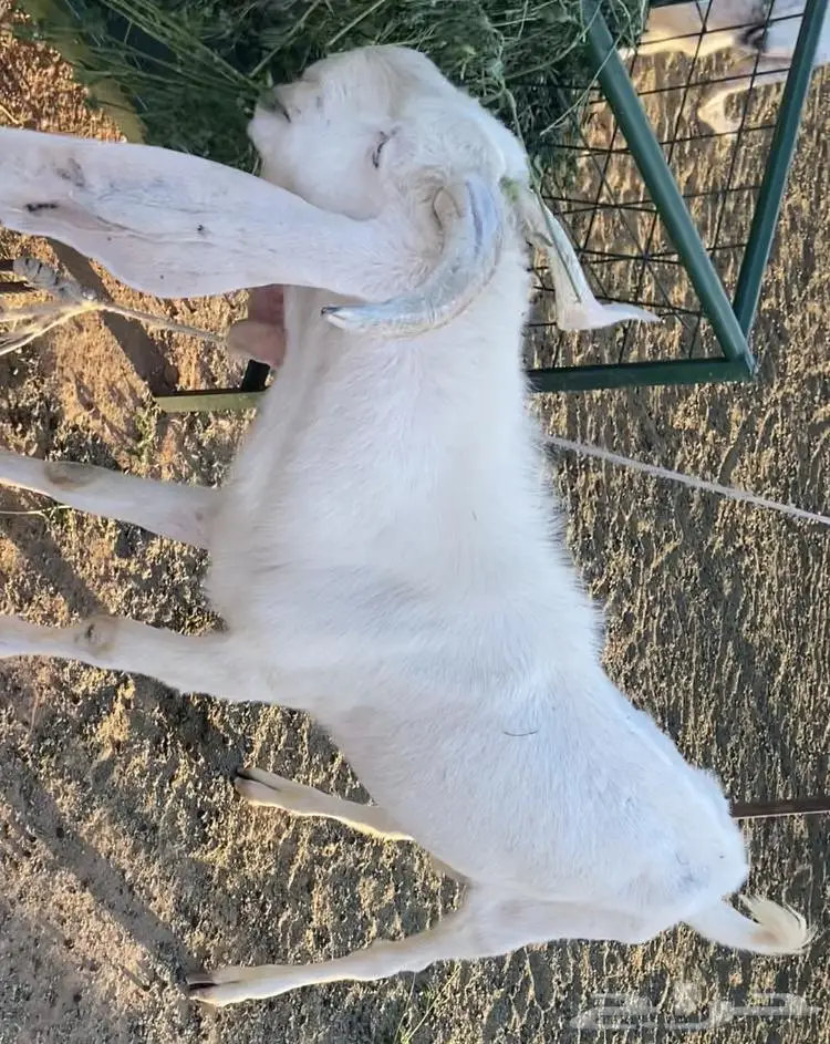 معزا مطوره 1