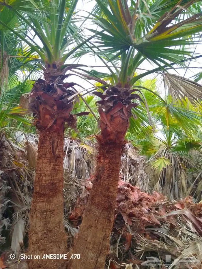 تنسيق الحدائق المنزلية 10