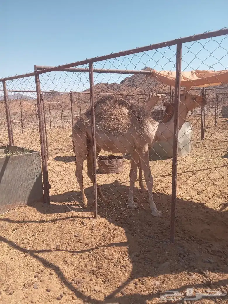 للبيع قعدان لحم 0
