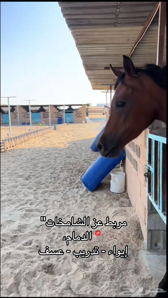 تدريب و ايواء و عسف خيل 1