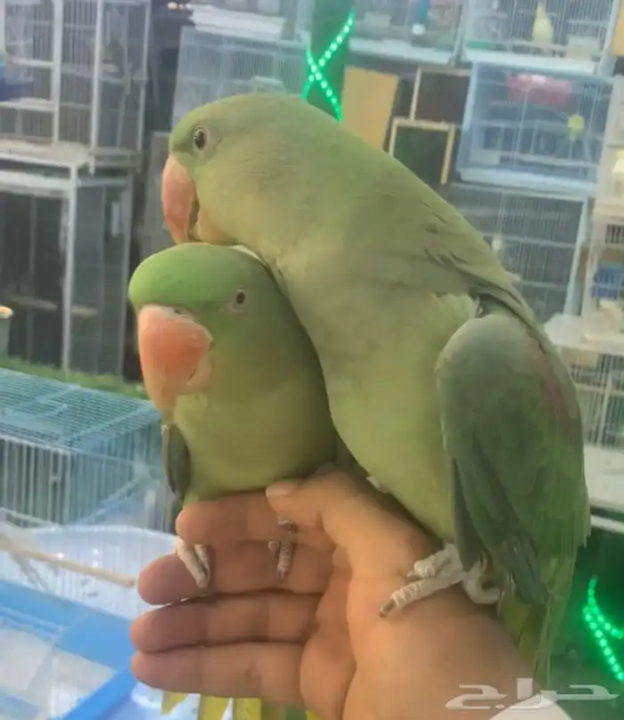 للبيع جوز دره نيبالي 3