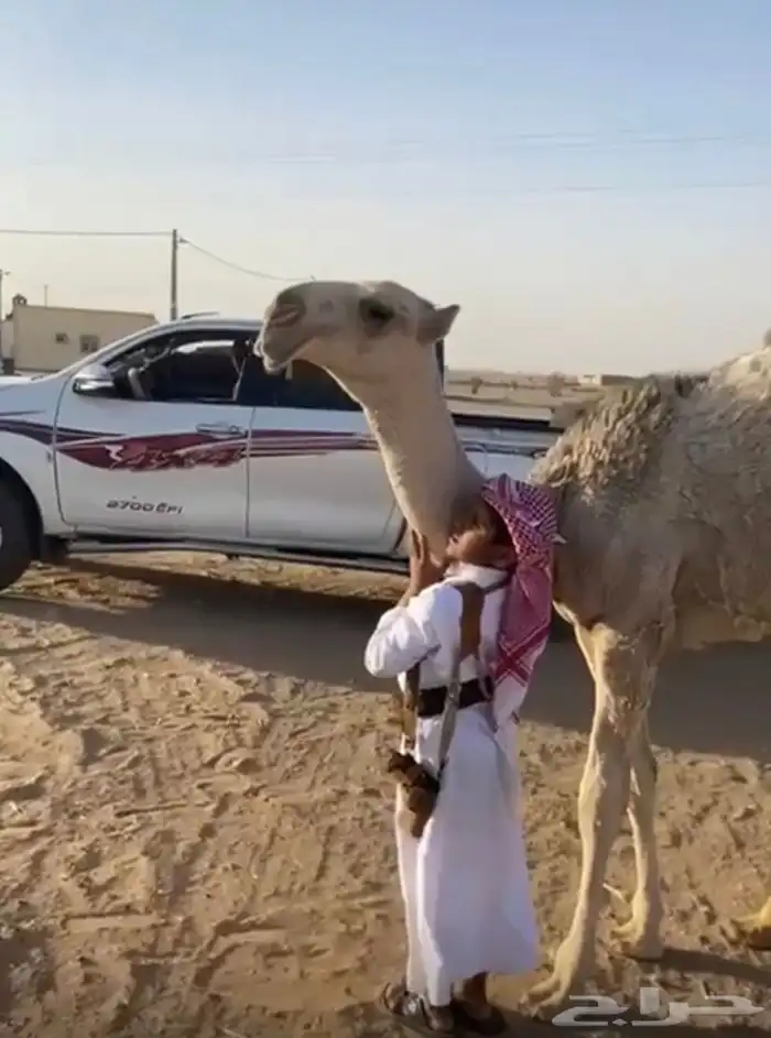 بكره عمرها 5 شهور رمانيه على بعير الامير جدها هياف050200407 1