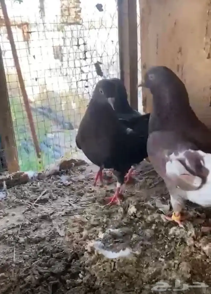 جوز الانث طايره موسمين وذكر احمر 0