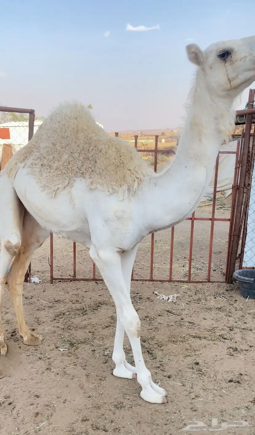 بكرة 0