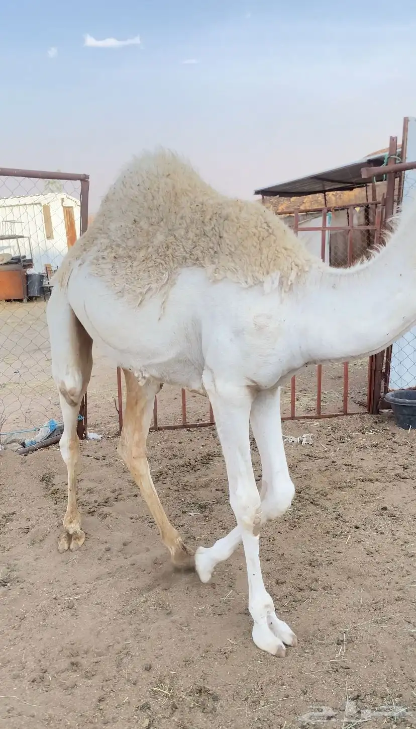 بكرة 2