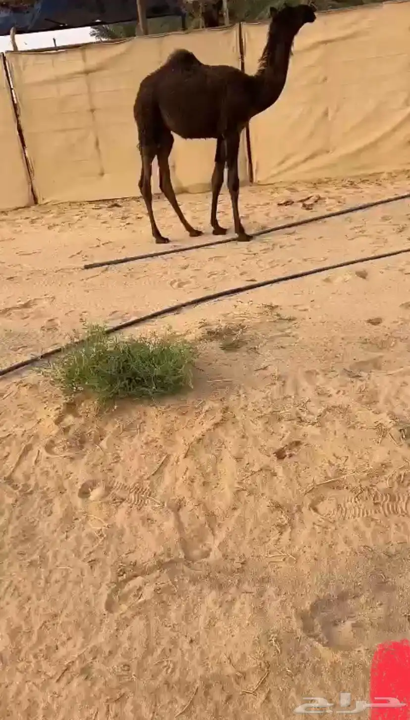 قعود كفو سلاته كفو للبيع 0
