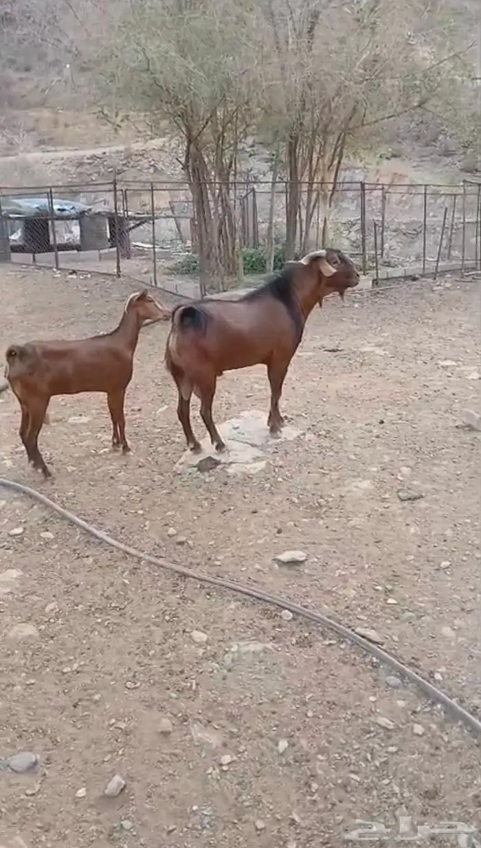 تيس فحل أدهم 2