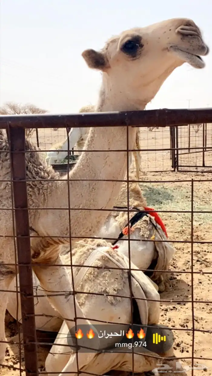 بكره عمرها 5 شهور رمانيه على بعير الامير جدها هياف050200407 0