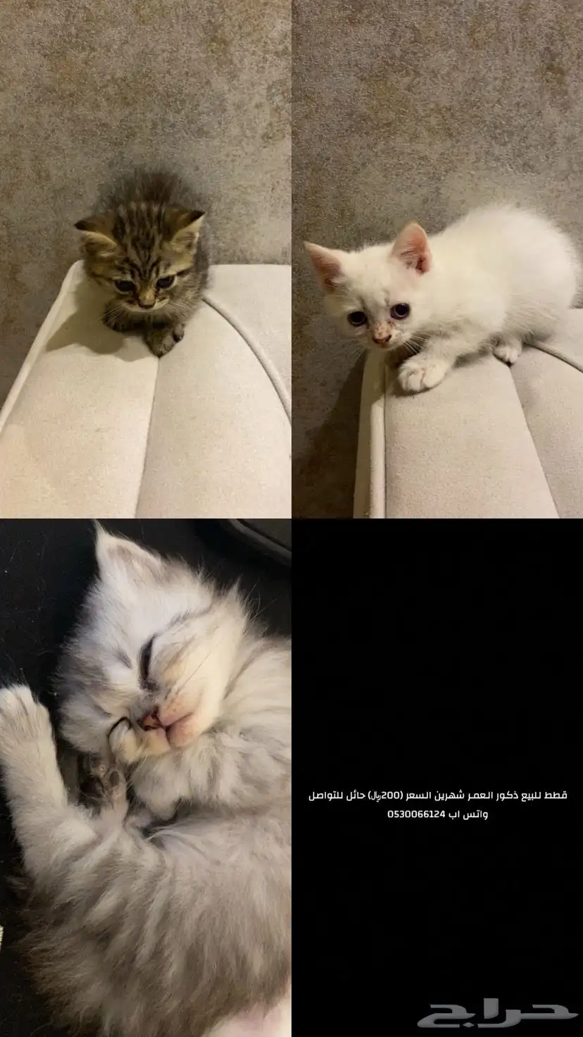 قطط 0