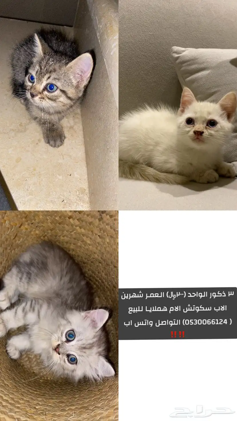 قطط 0