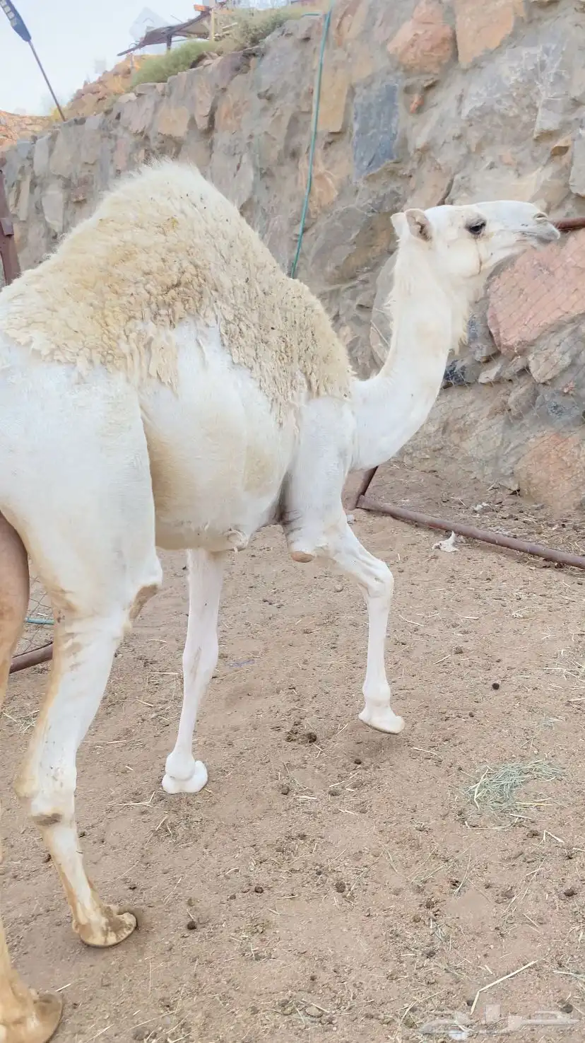 بكرة 3