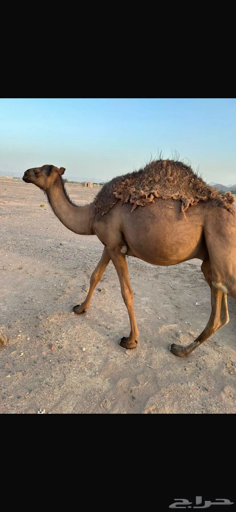 قعود 1