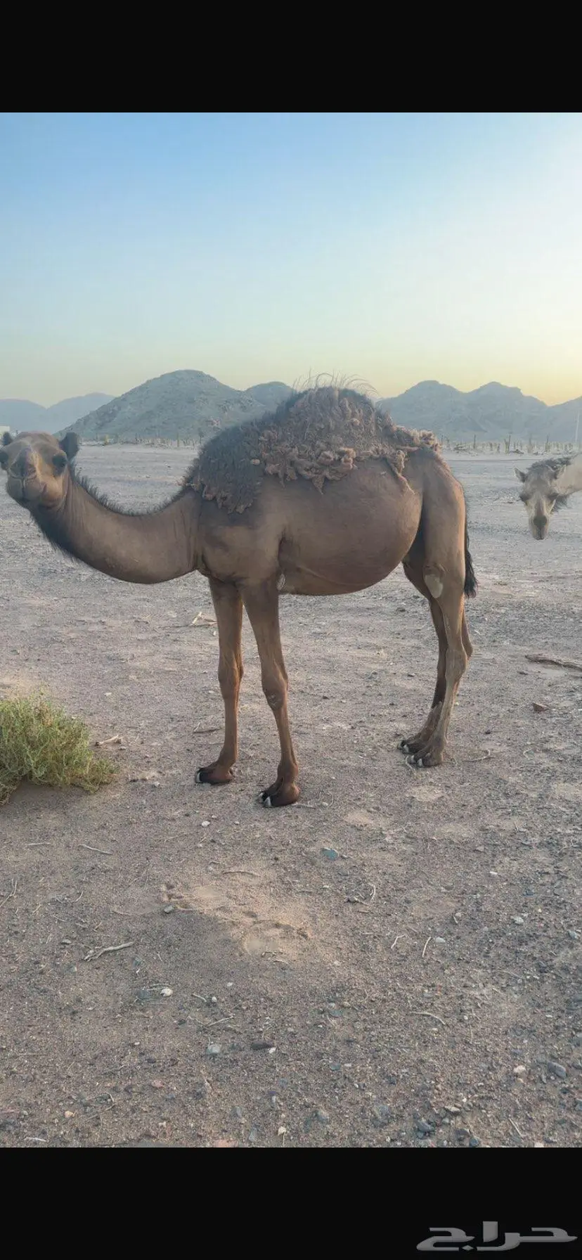 قعود 2