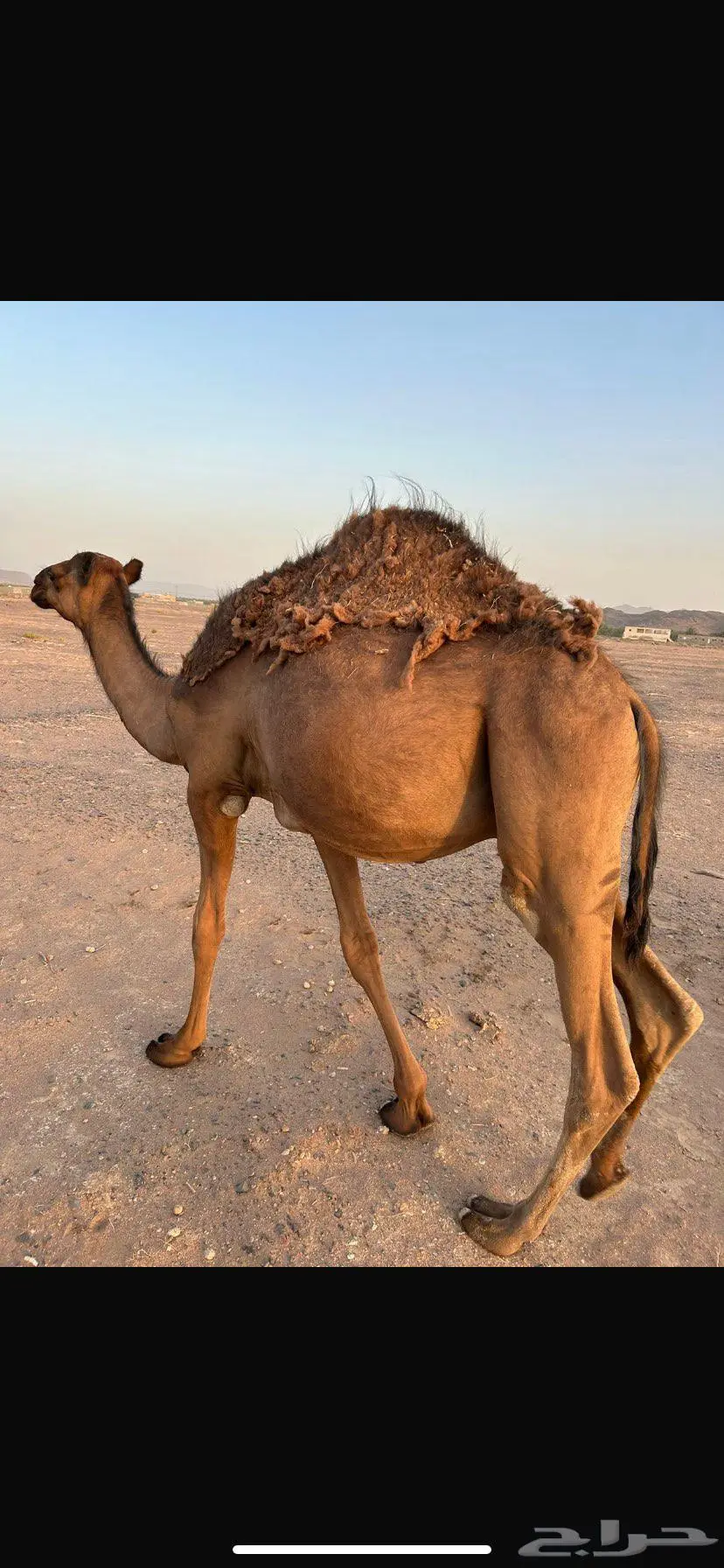 قعود 0