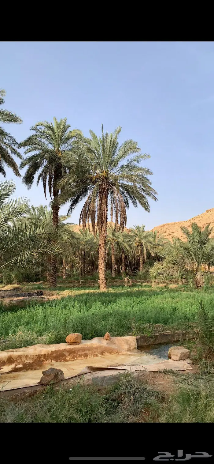 احواش اغنام للايجار الشهري والسنوي 0