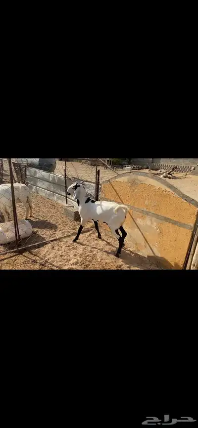 تيس جذع فحل للبيع 1