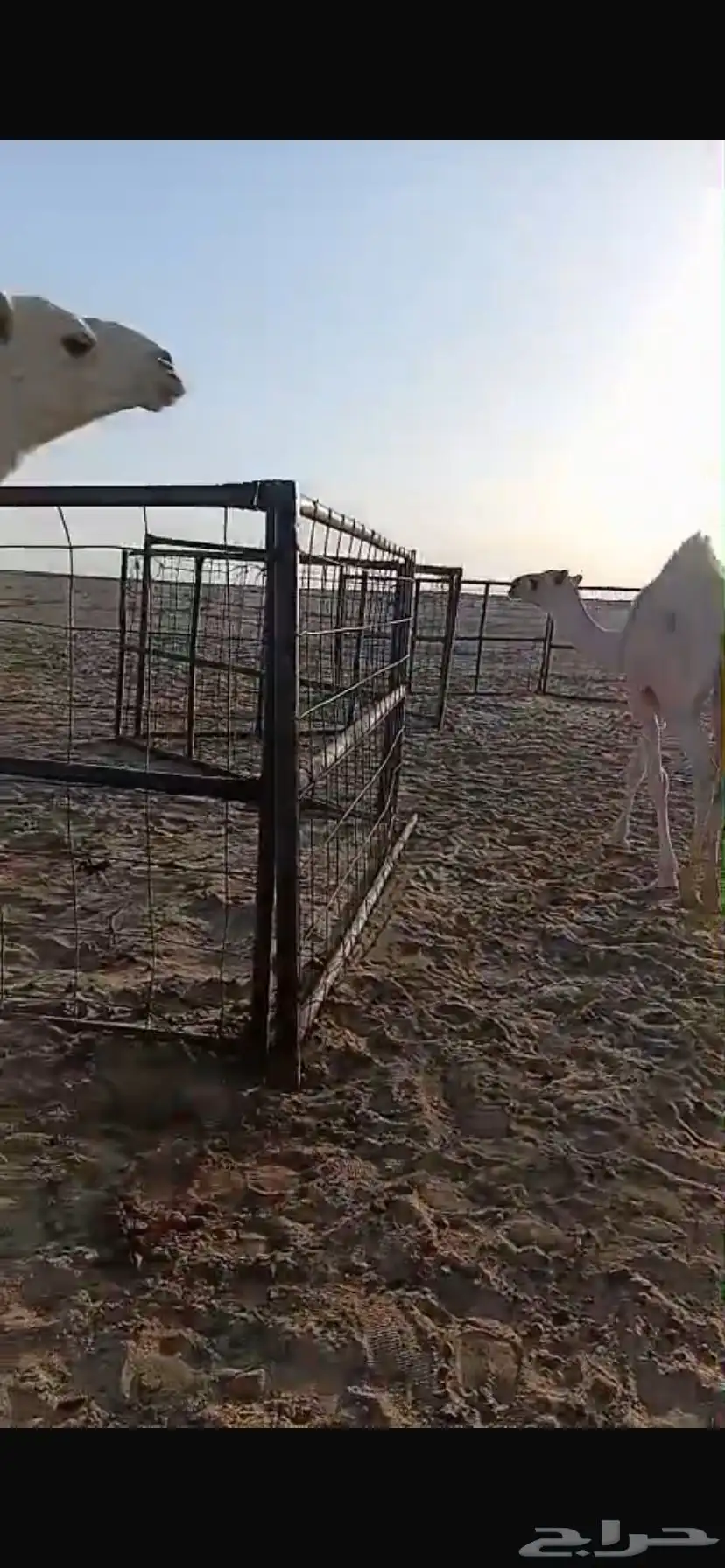 3 حشو. لبانيه طيبه 1