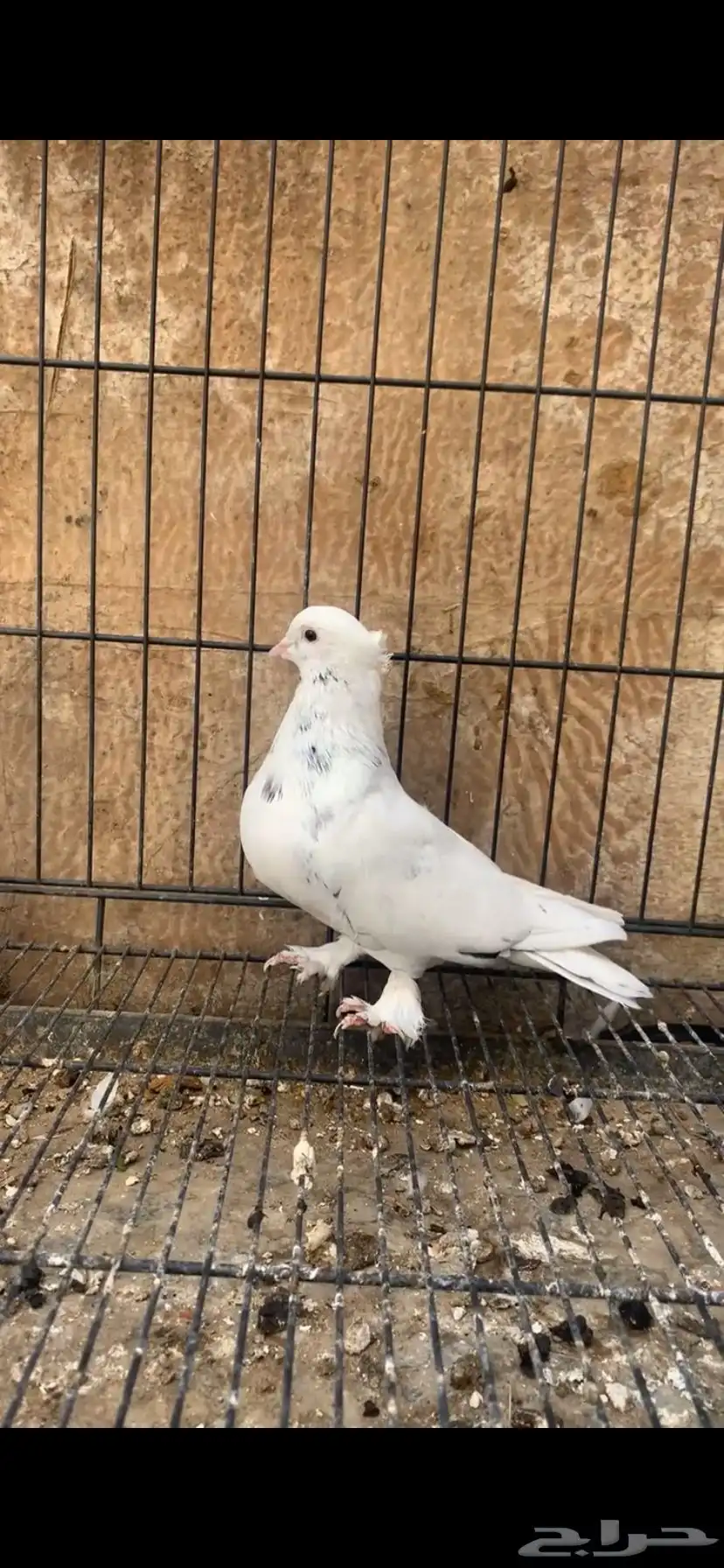 حمام ايراني 1
