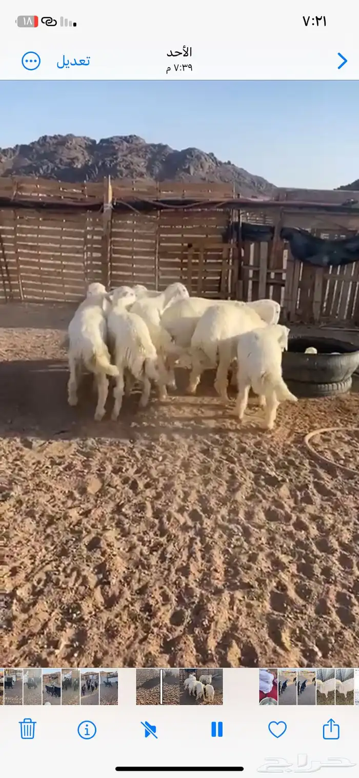 الصناعة 2