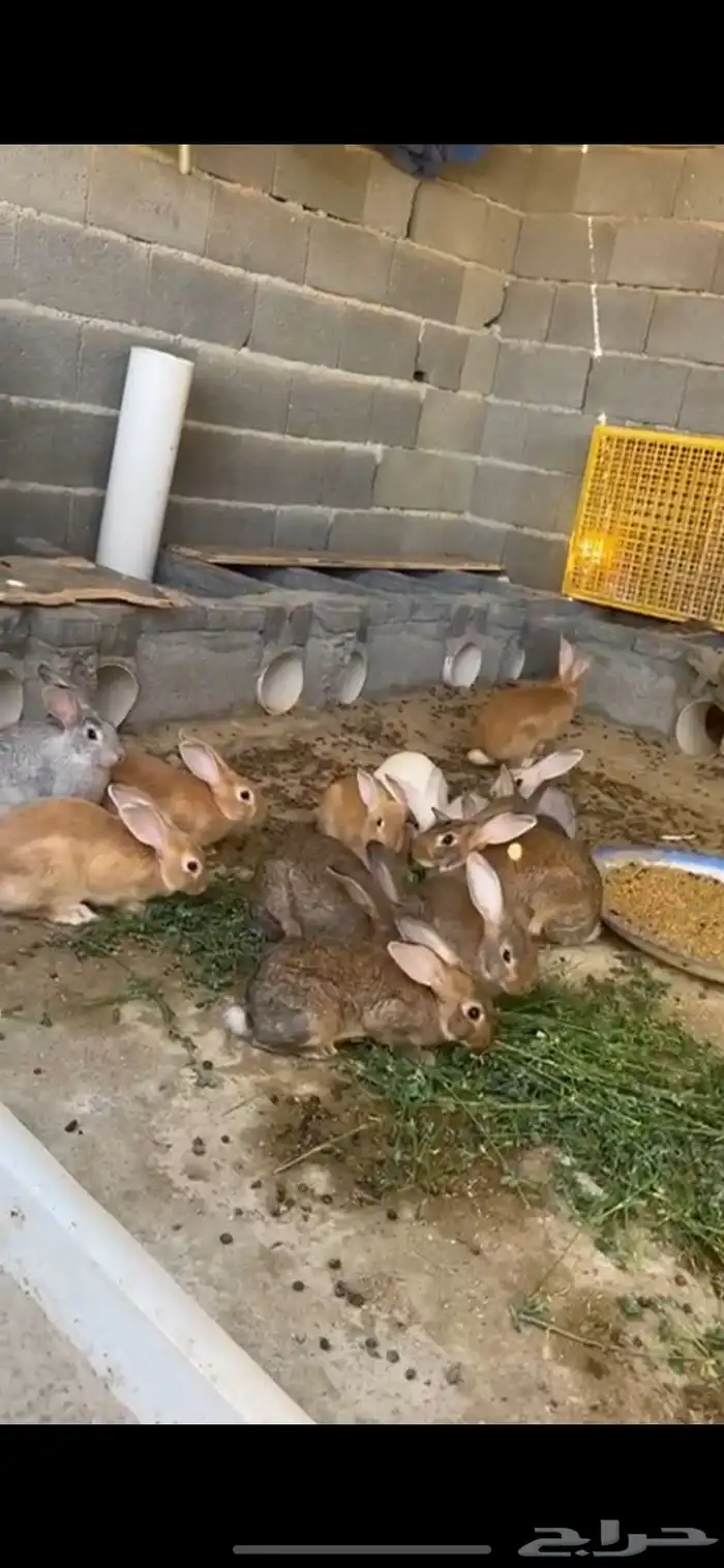 ارانب جامبو كبار 1