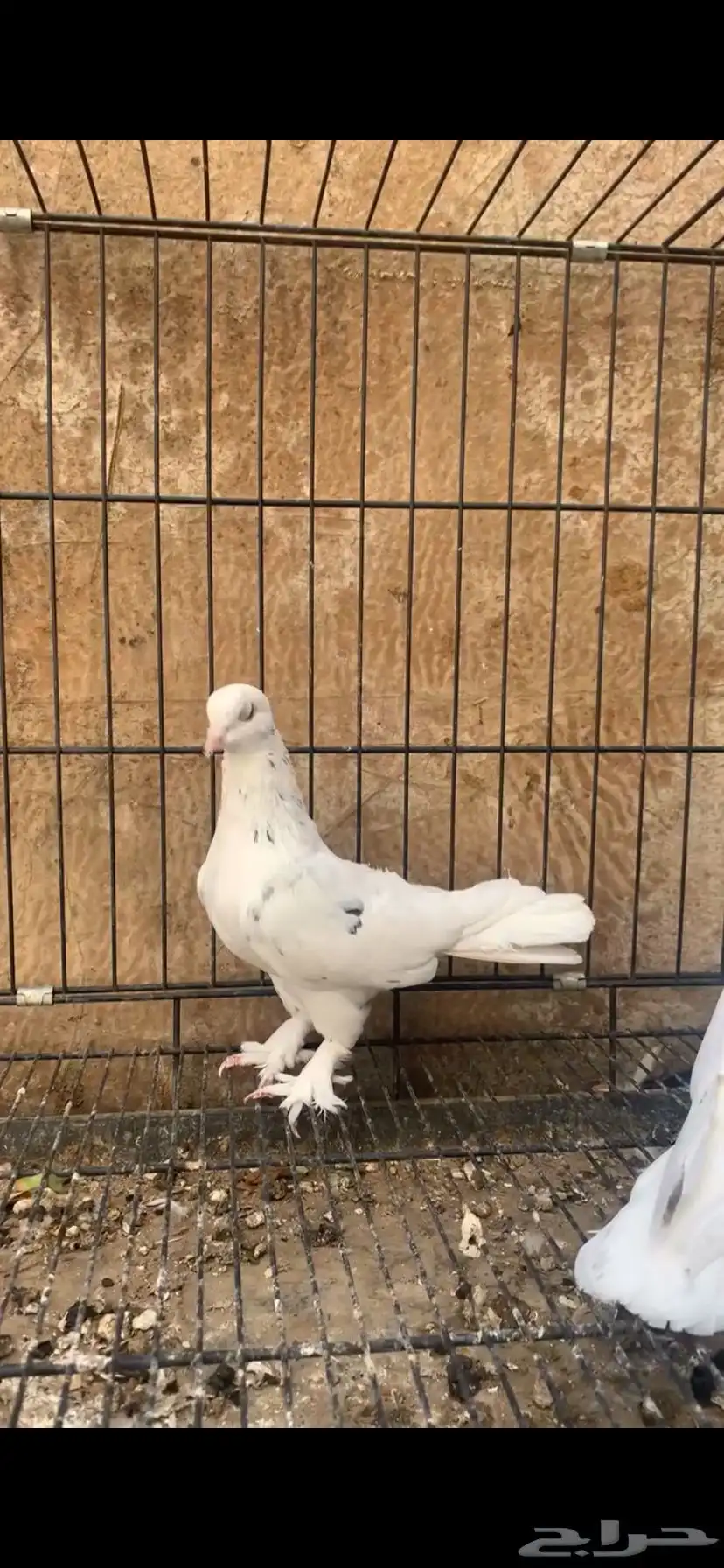 حمام ايراني 2