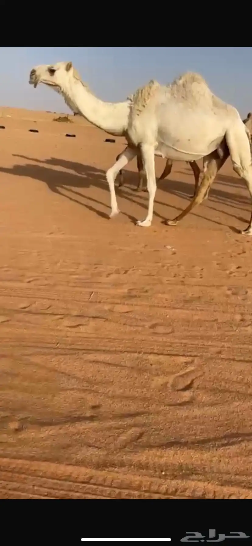 ناقه لحقه وضحا طيب 0
