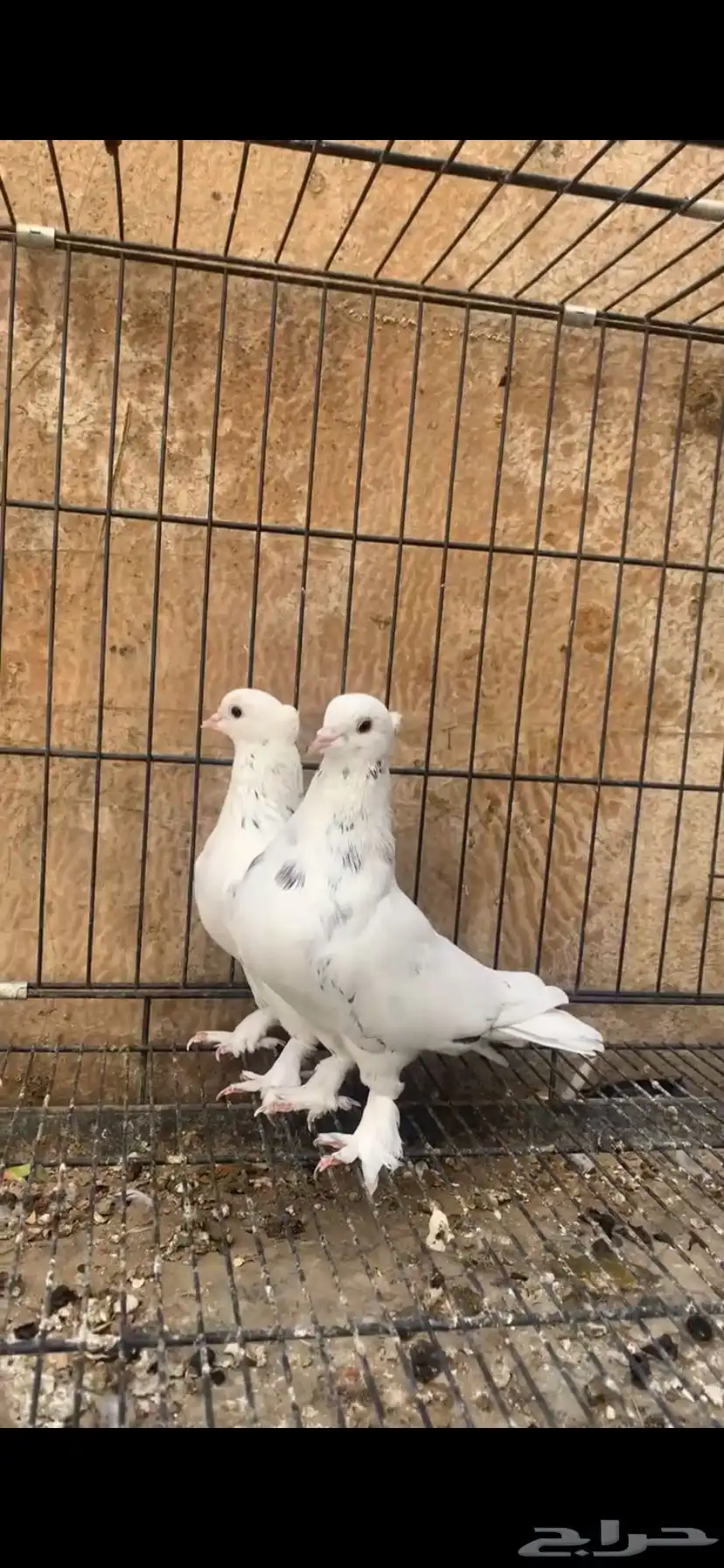 حمام ايراني 4