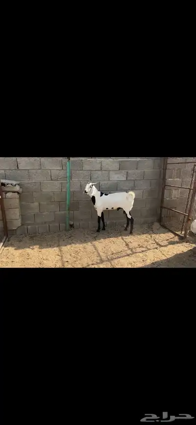 تيس جذع فحل للبيع 3