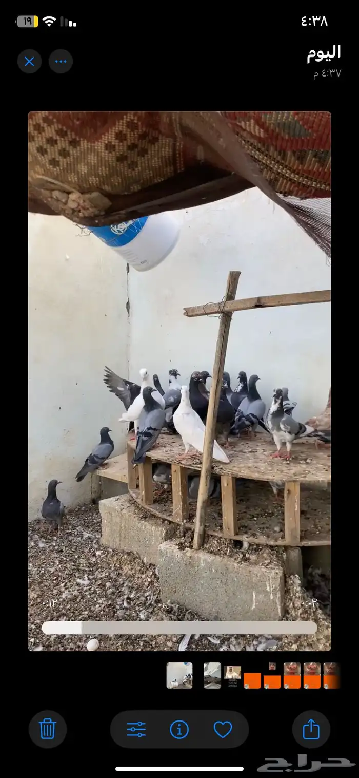 حمام مشكل جميع الالوان 0