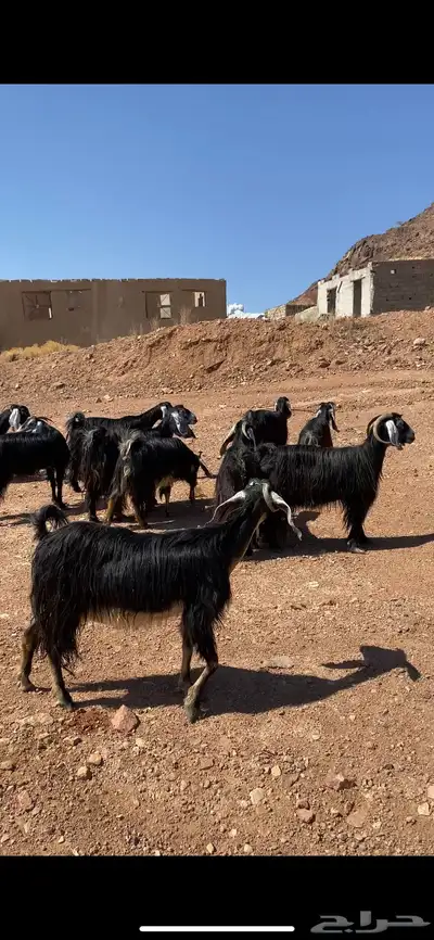 معزا عوارض مراح واحد بفحولها(( تم البيع)) 12