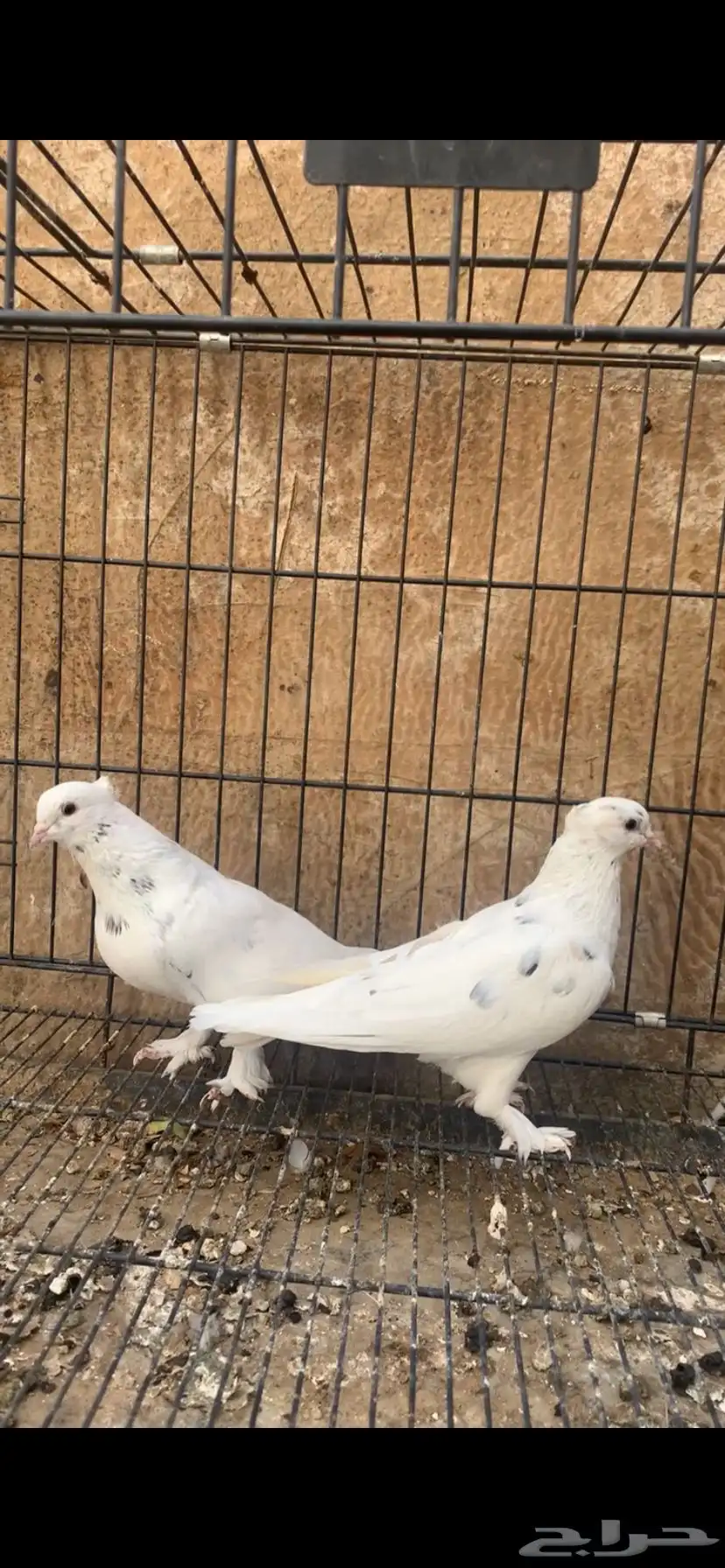 حمام ايراني 8