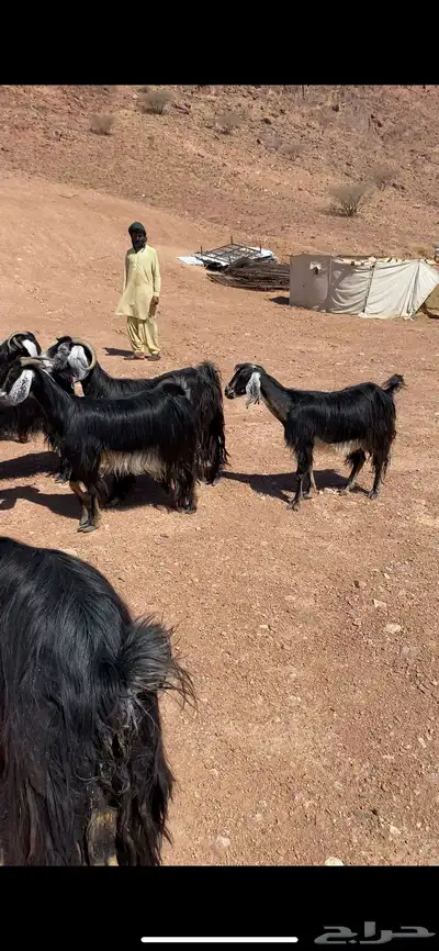 معزا عوارض مراح واحد بفحولها(( تم البيع)) 7