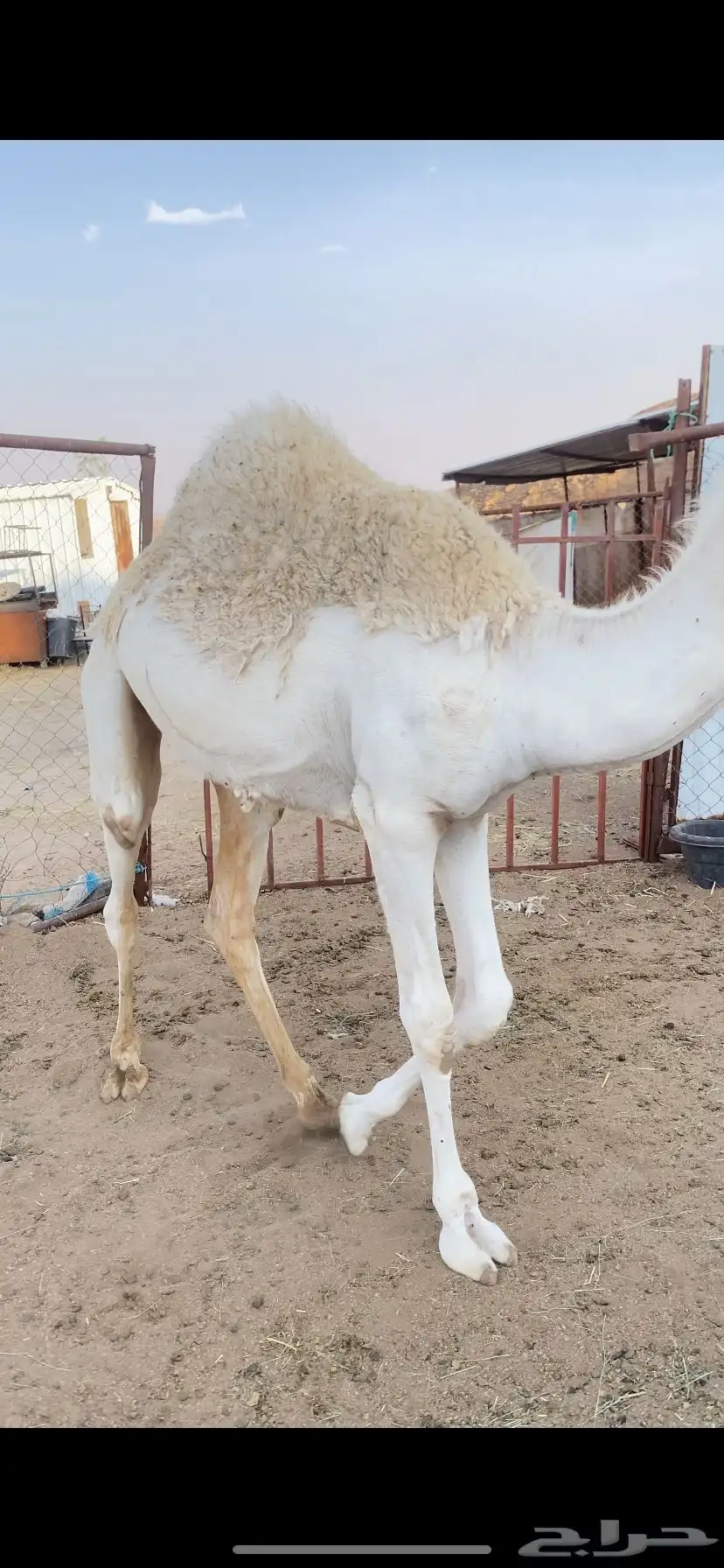 بكرة 1