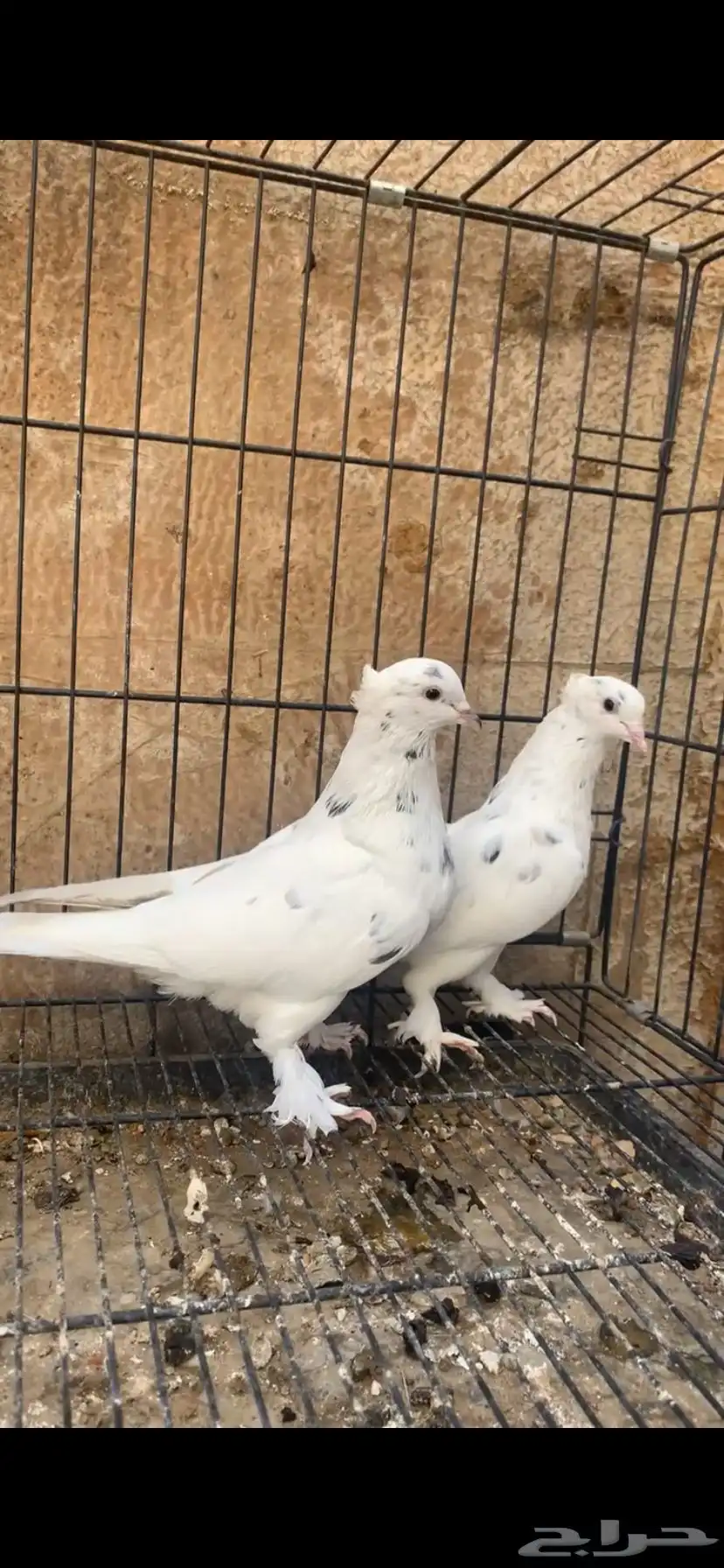 حمام ايراني 3
