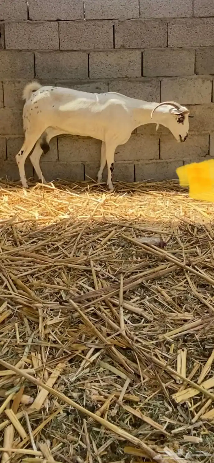 شاه بيشيه صنف 5