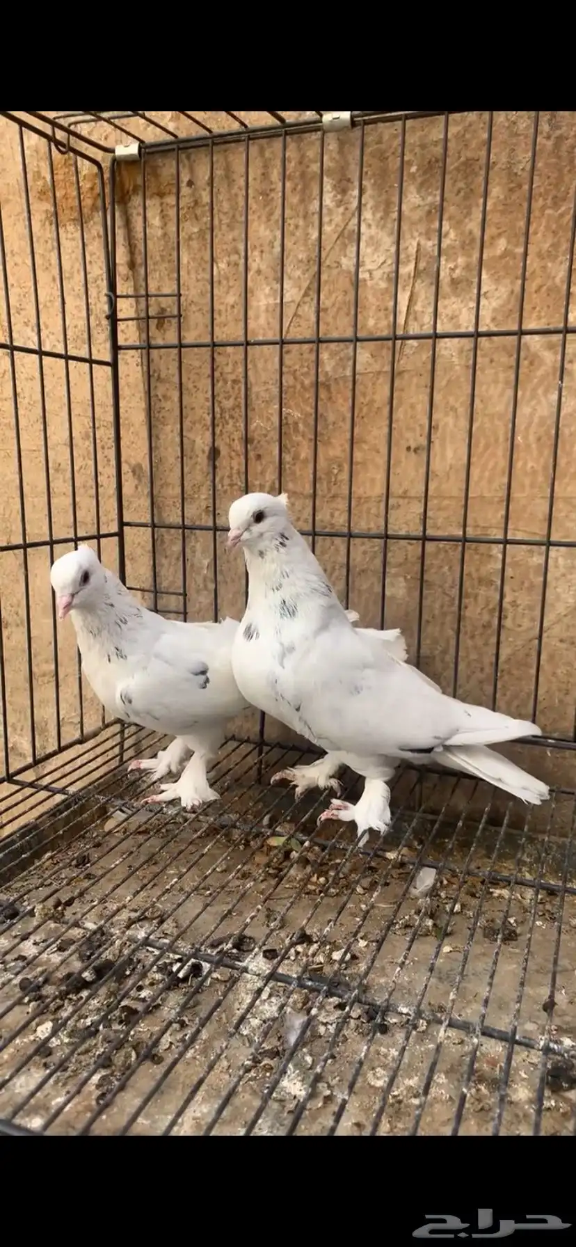 حمام ايراني 0