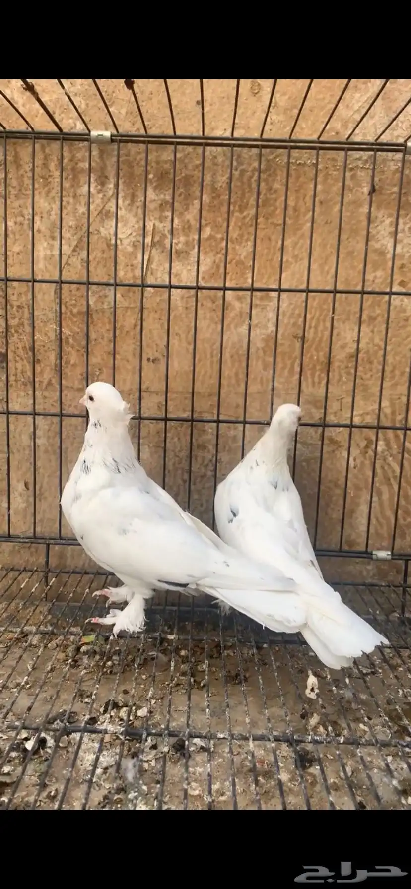 حمام ايراني 5