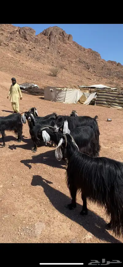 معزا عوارض مراح واحد بفحولها(( تم البيع)) 8