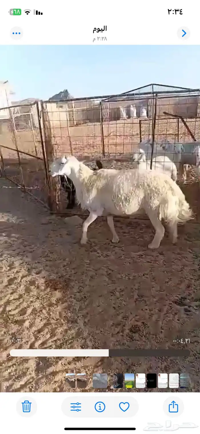 خروف فحل طيب مشروط شرط سليم من جميع الأمراض 1